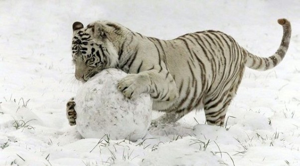 Weißer Tiger spielt im Schnee