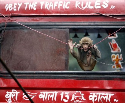 A pet monkey rides on a recovery truck in Kolkata