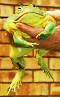 5412986W003 frog1.JPG
