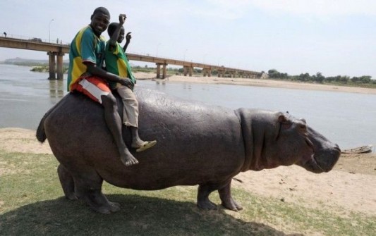 CAMEROON-ANIMALS-HIPPOPOTAMUS