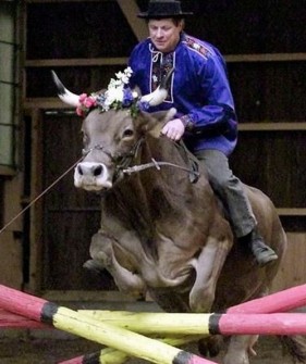 HORSE TRAINER BRUNO ISLIKER CLEARS AN OBSTACLE ON HIS COW SYBILLE