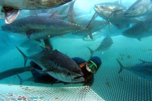 CROATIA-JAPAN-EU-TUNA-FISHING